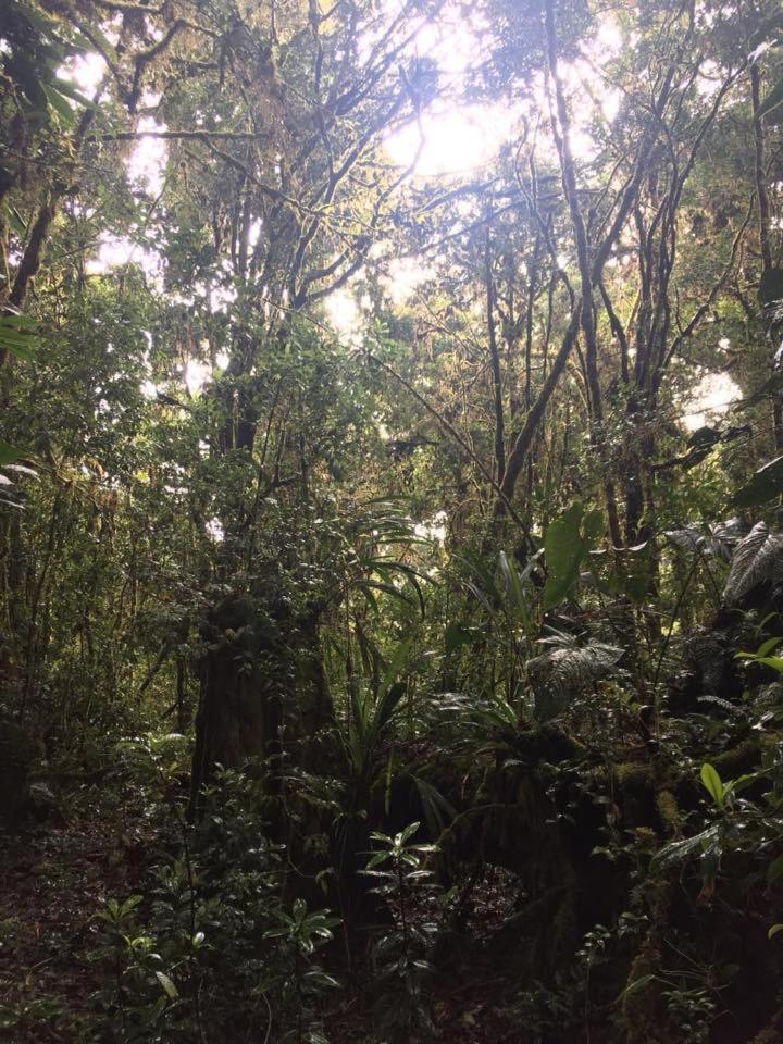 Cabaña de montaña La Magnolia, Cerro de la Muerte De La Cañuela Cloud Forest Tres de Junio Exterior foto